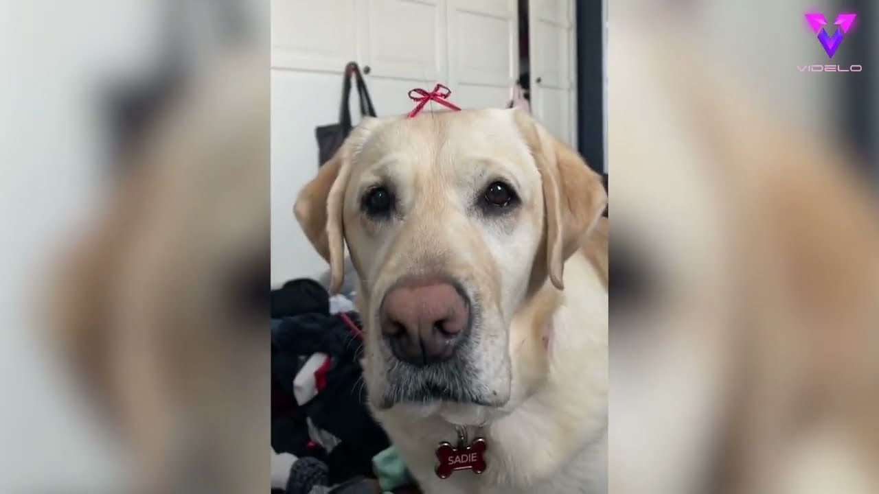 AL PERRO LE CRECE UN BIGOTE EN LA FRENTE