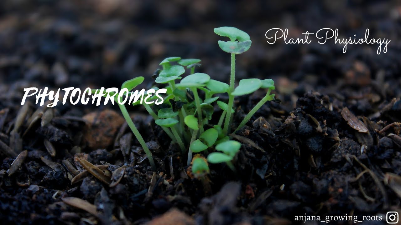 Phytochromes - Malayalam | Chromoproteins