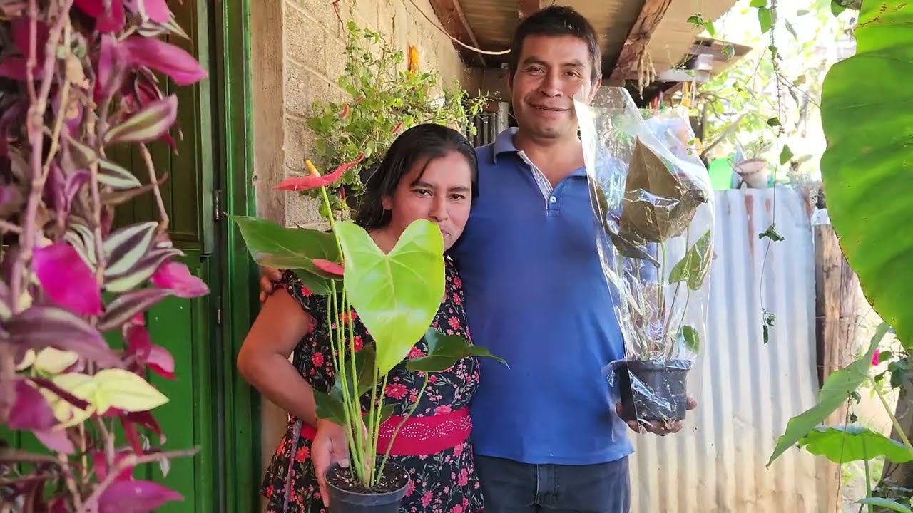 ✅️😃Le obsequio estas hermosas macetas de flores a mi esposa 