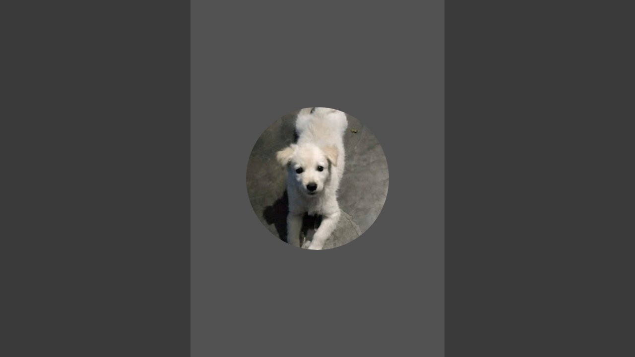 Kitty the cute Dog is live!