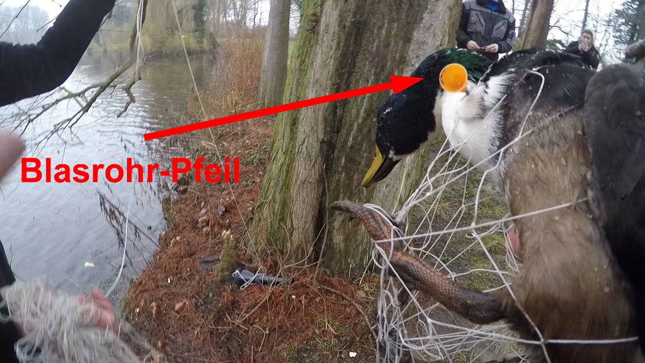 Tiernotruf.de - Erpel lebte mehrere Wochen mit Pfeil im Hals