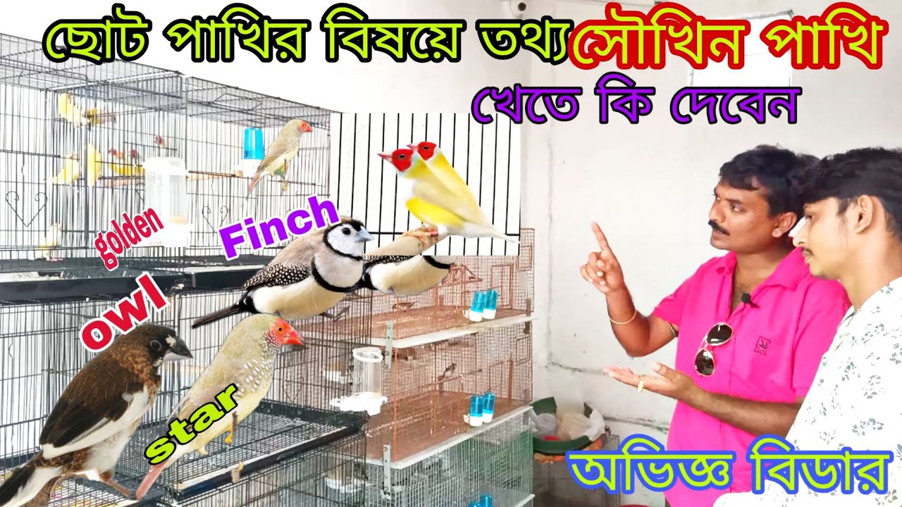 Visit soumen dar'bird's Setup, golden, olw Finch,Star Finch information, ছোট পাখির তথ্য অভিজ্ঞ বিডার