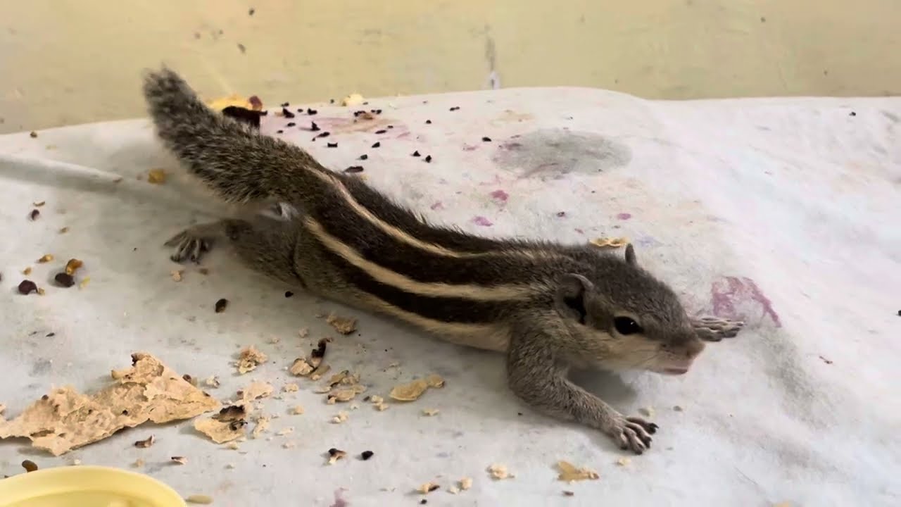 163वा दिन🐿️आज मेरा कैलशियम वाली दवाई पीने का समय हो गया है लेकिन इसे पीने के लिये मेरे नख़रे बहुत है