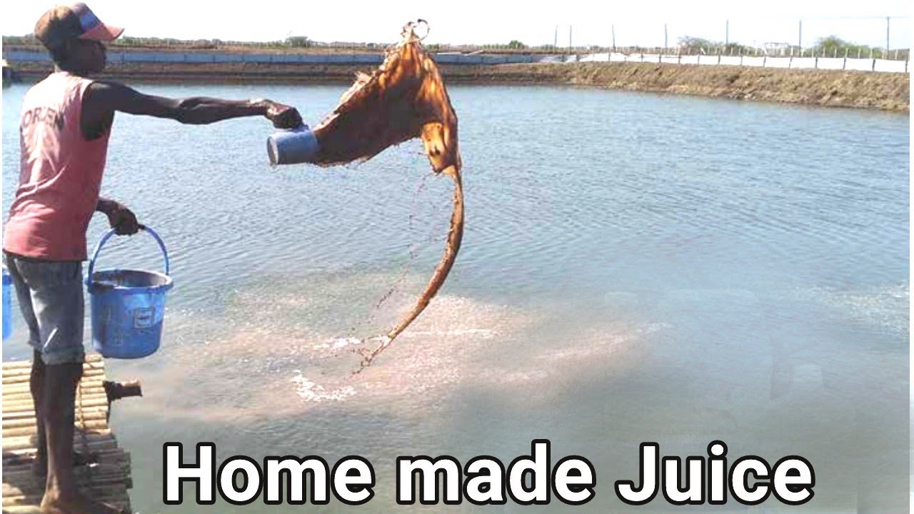 Home made plankton booster for aquaculture from fish-waste.