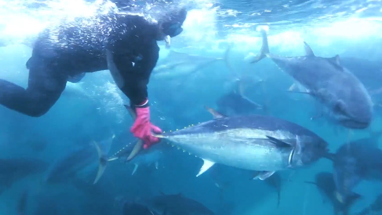 Bagaimana Industri Tuna Modern Menghasilkan Tuna Dalam Jumlah Besar