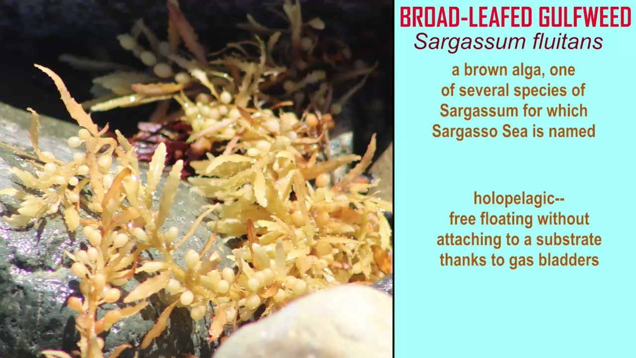 the brown algal bloom threatening Florida & Caribbean in summer 2023