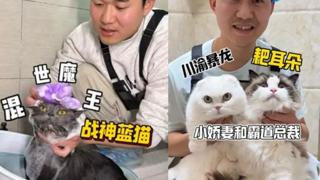 蓝猫真的是猫界混世魔王！战斗力恐怖如斯！ #洗澡  #宠物  #貓咪洗澡 #貓咪咬人 #惡貓 #上門洗貓 #寵物 #猫咪