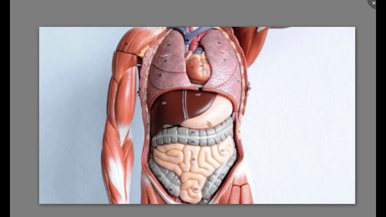 HUMAN ORGANS AND FUNCTIONS - Tamil