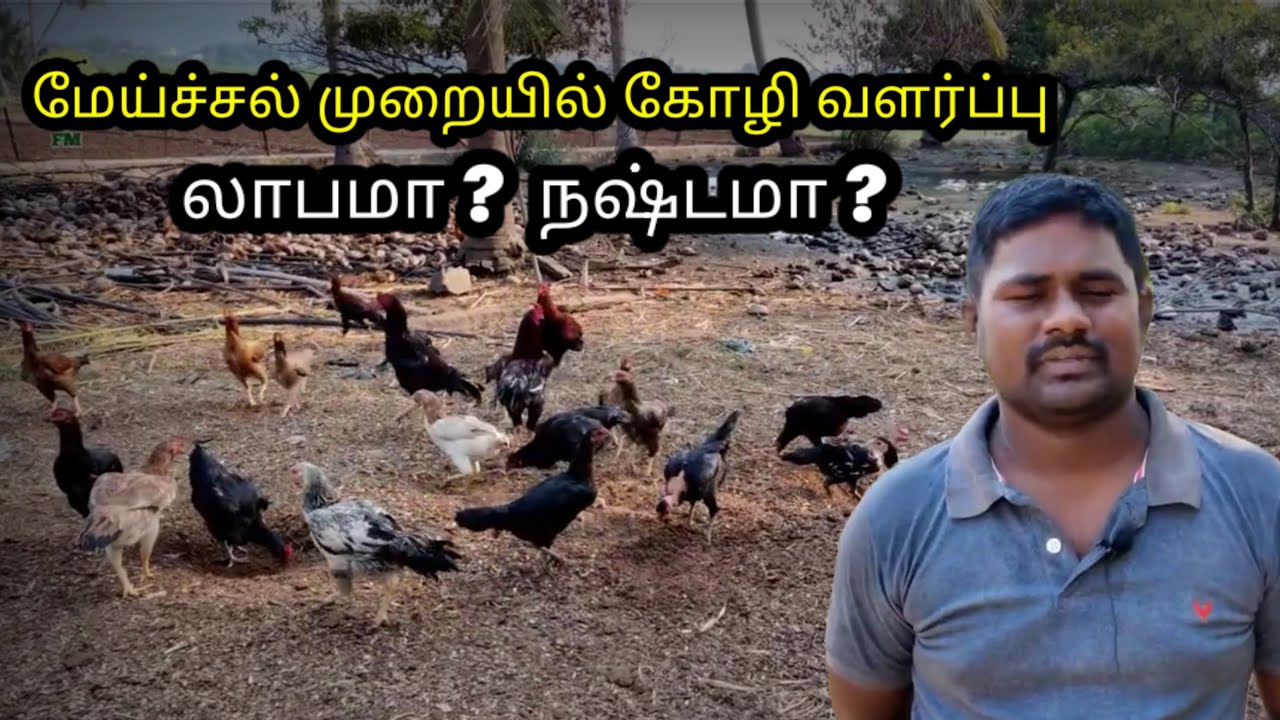 மேய்ச்சல் முறையில் கோழி வளர்ப்பு  Profit or Loss | Nattu koli Valarpu #farming #agriculture 