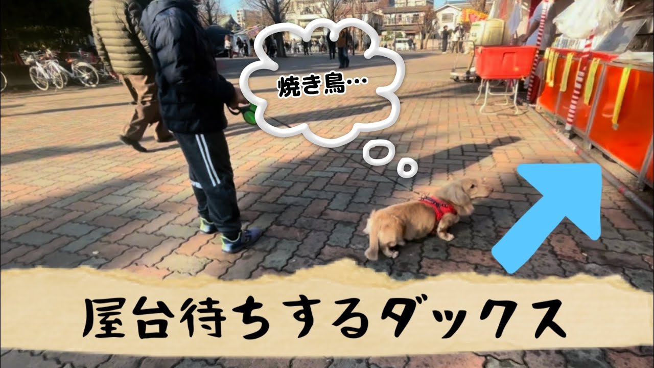 【ミニチュアダックスフンド】屋台待ちするダックス