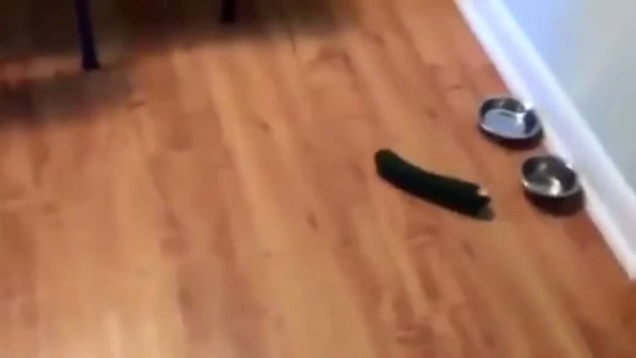Macska vs uborka vicces &ouml;ssze&aacute;llit&aacute;s
