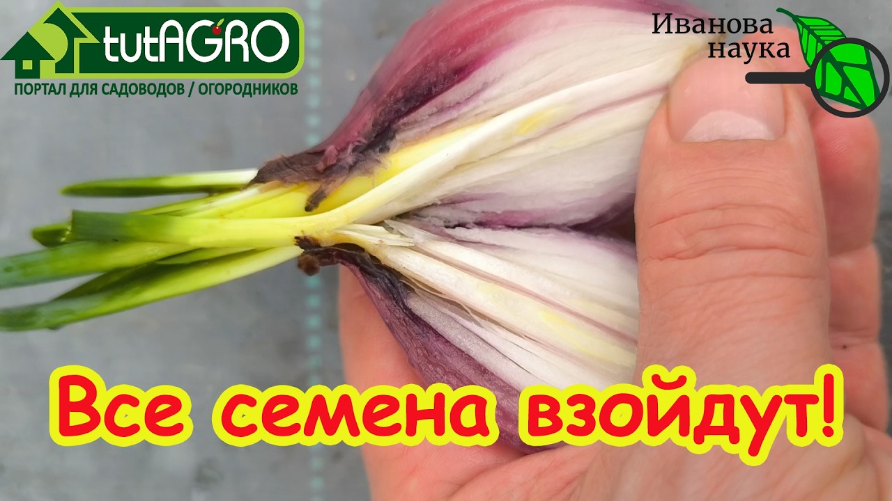 3 МОЩНЕЙШИХ ДОМАШНИХ СТИМУЛЯТОРА роста, с которым растения растут на глазах! Все семена проклюнутся!