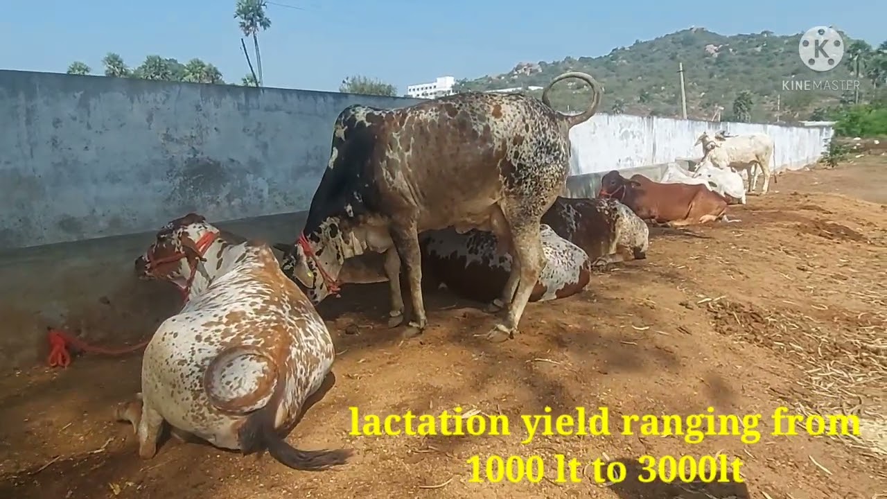 rathi cattle  breed of India  and its characteristics