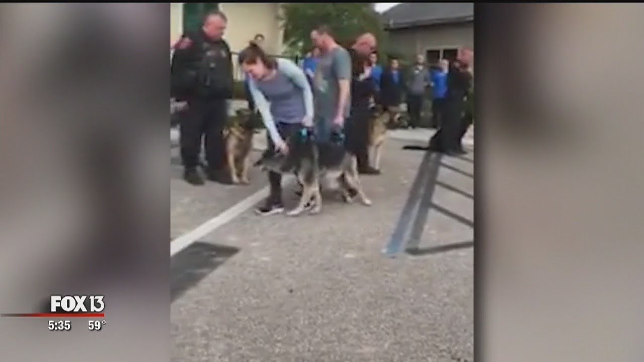 Tears flow as aging military dog gets hero's sendoff