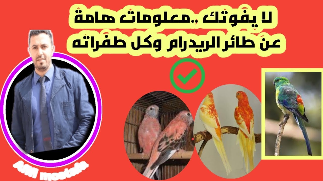 معلومات هامة عن طائر الريدرام وكل طفراته