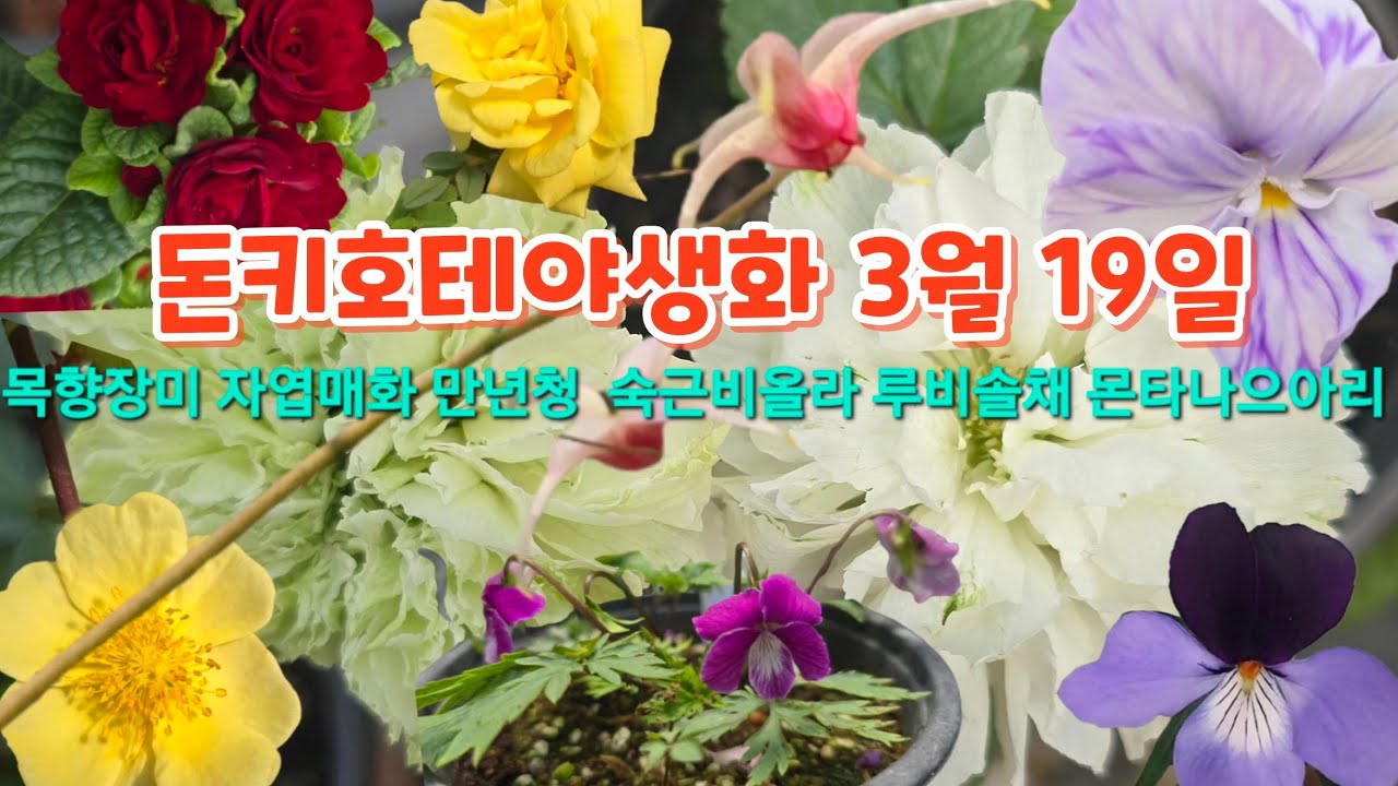#유럽패랭이 #숙근비올라 #목향장미 #카네이션해당화 #은행잎조팝 #병꽃 #자엽매화 #팥꽃 #돈키호테야생화