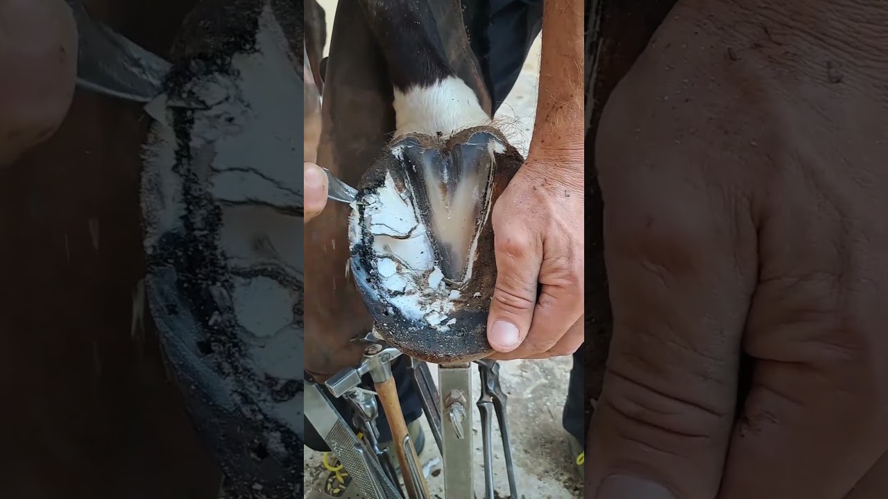 Satisfying Hoof Trimming🐴 #shorts #hooftrimming #satisfying #hoofcare #horseshoeing