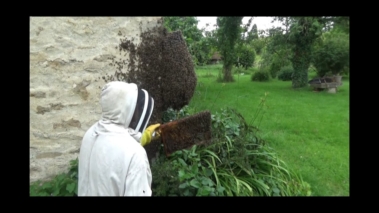 Gros essaim farceur au château de Bouzot...monstrueux et espiègle (18 juin 2024)