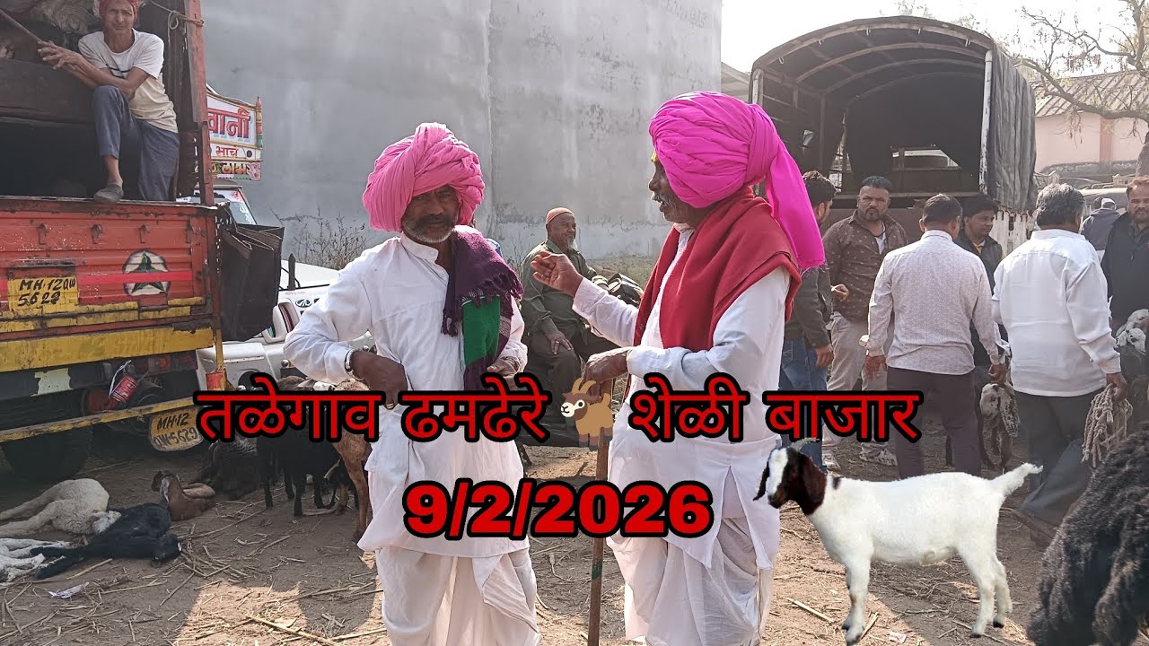 तळेगाव ढमढेरे 🐐 शेळी मेंढी मार्केट 9/2/2026 #MS Agro Farm #शेळीपालन #बोकड 