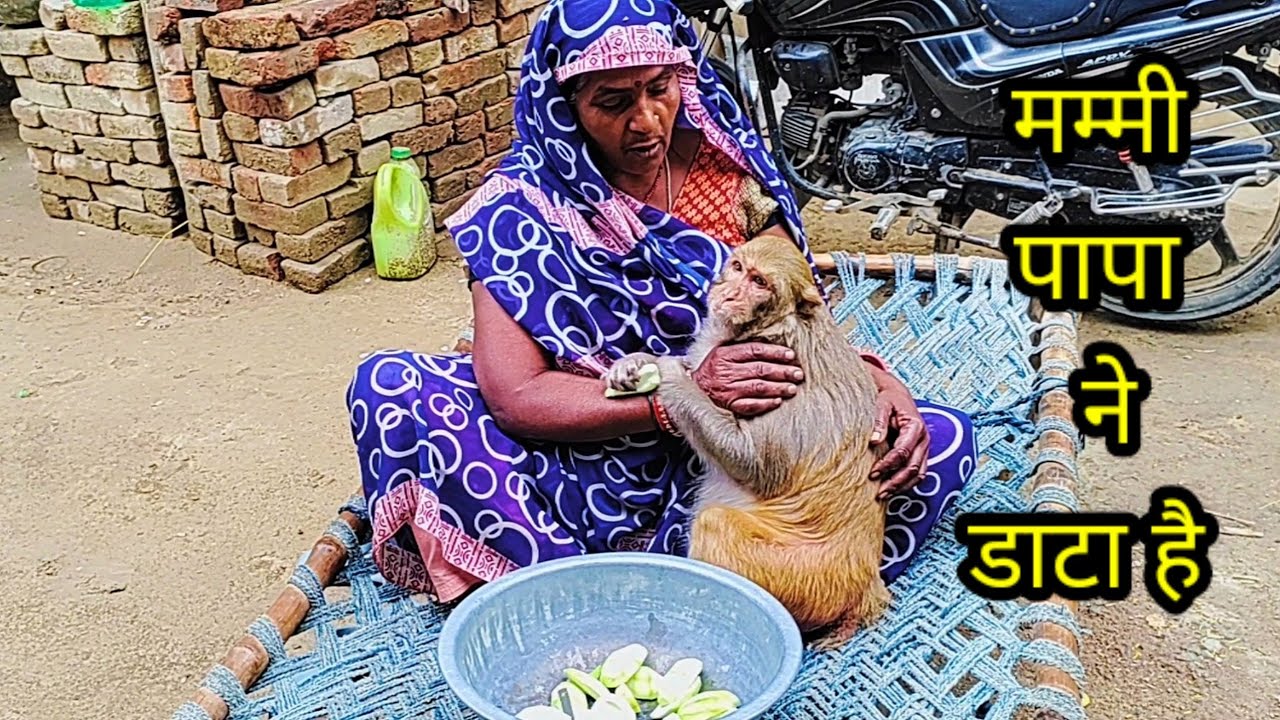 रानी मम्मी से कैसे बतातीं है🤣🤣।। Monkey Rani emotions ।।  रानी की डांटने की वीडियो।।