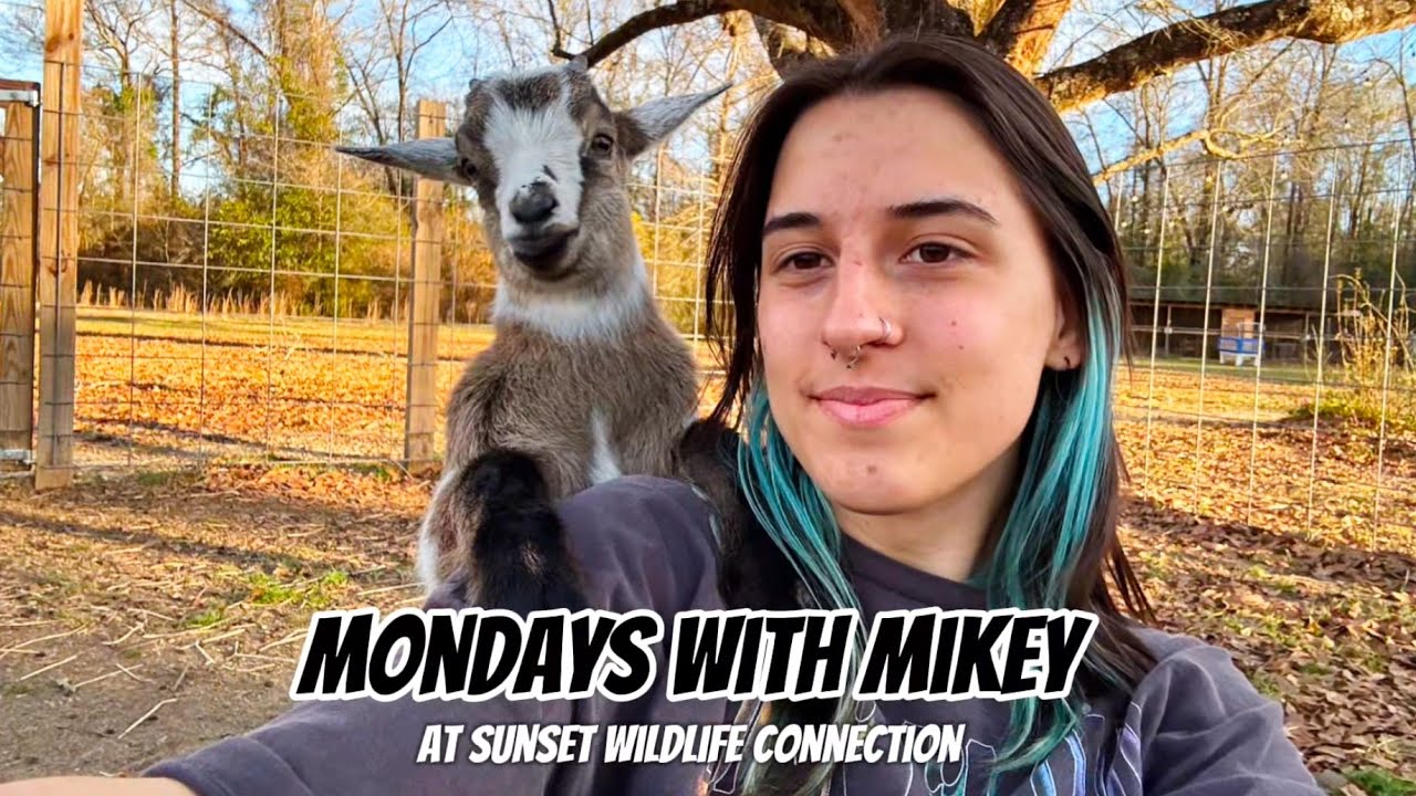 NEW SERIES! 🌟Mondays with Mikey | Zookeeper Cam at Sunset Wildlife Connection