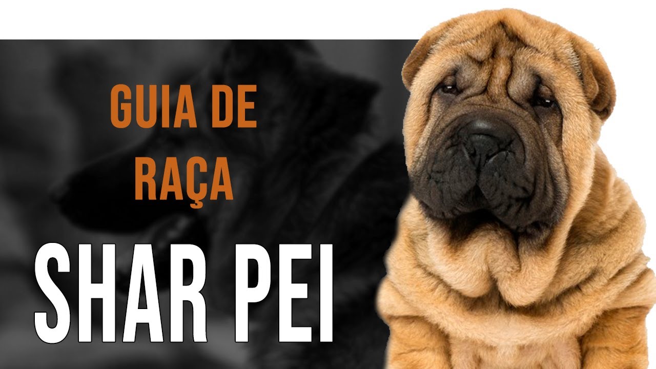 SHAR PEI - Tudo sobre a raça