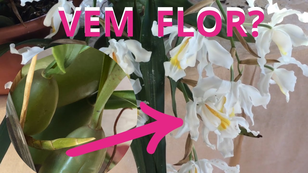 ESTE BROTO É DE  FLOR ? COELOGYNE CRISTATA. DICAS DE CULTIVO