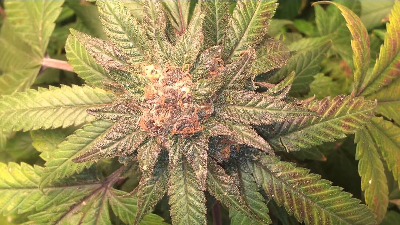 D&D'S T5 OMMP GROW UPDATE #9