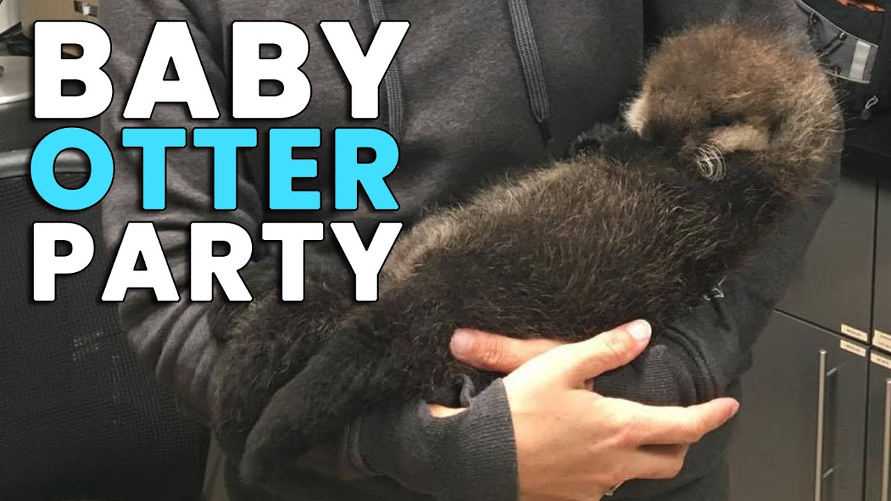 Rescued Sea Otter Has A Birthday Party!