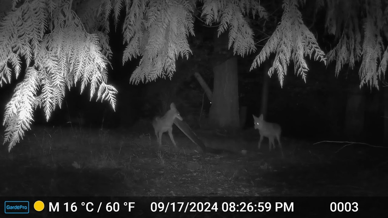 Coyote Plays with Cardboard - Suburban Backyard 2024