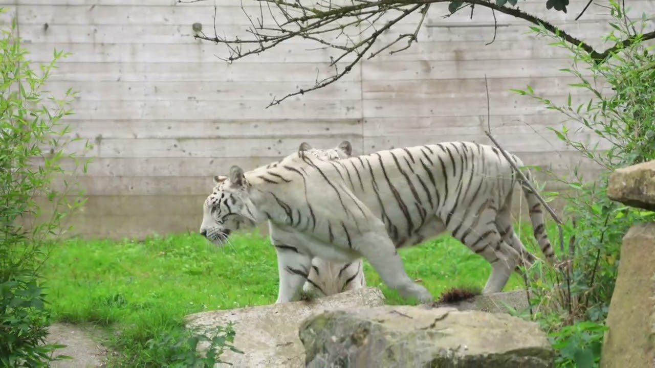 ZooParc de Trégomeur en 2025