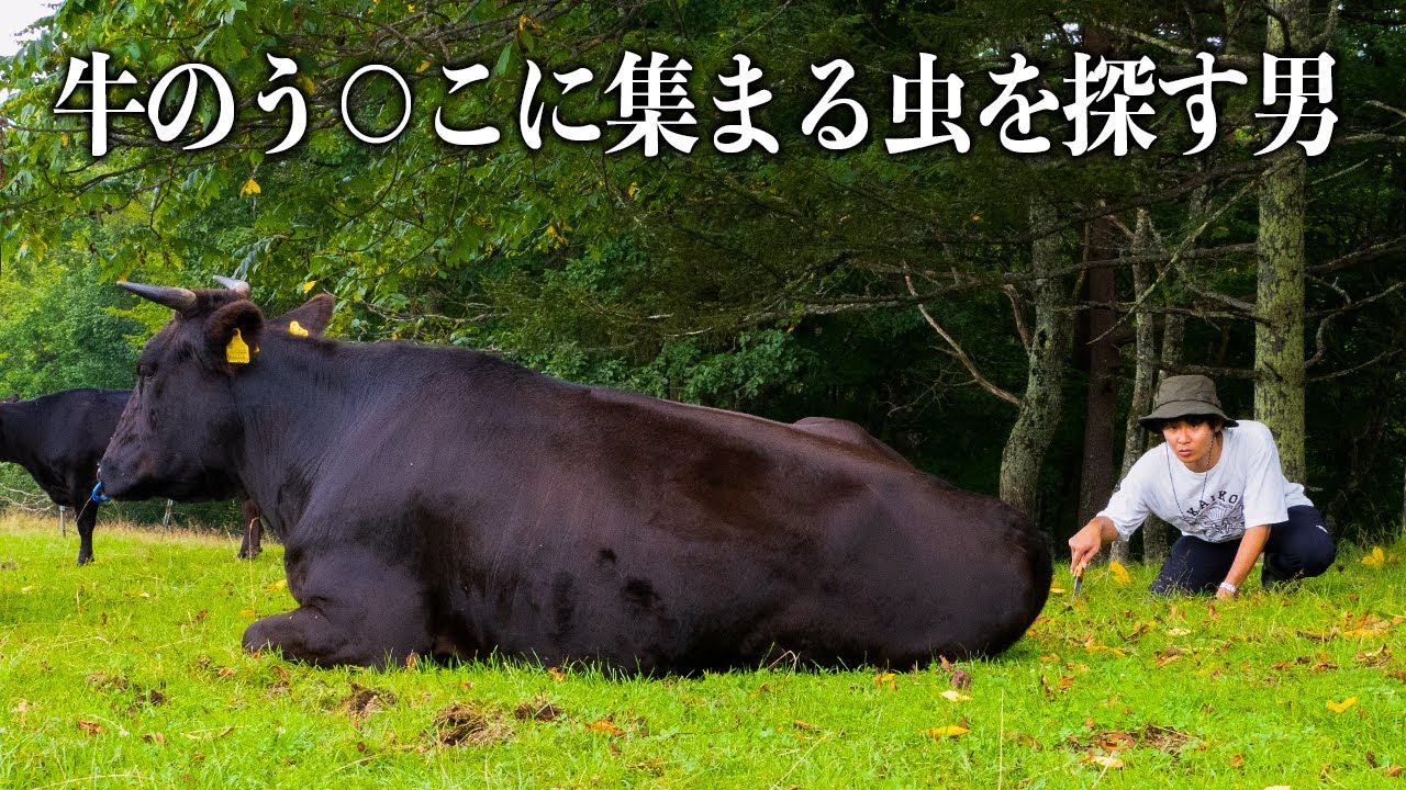 牛のう○こから【あの激レア昆虫】を探してみた