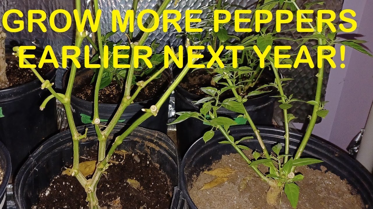 First Look at the Overwintered Peppers in the Grow Room - Peppers are a Perennial, Keep Them Alive!