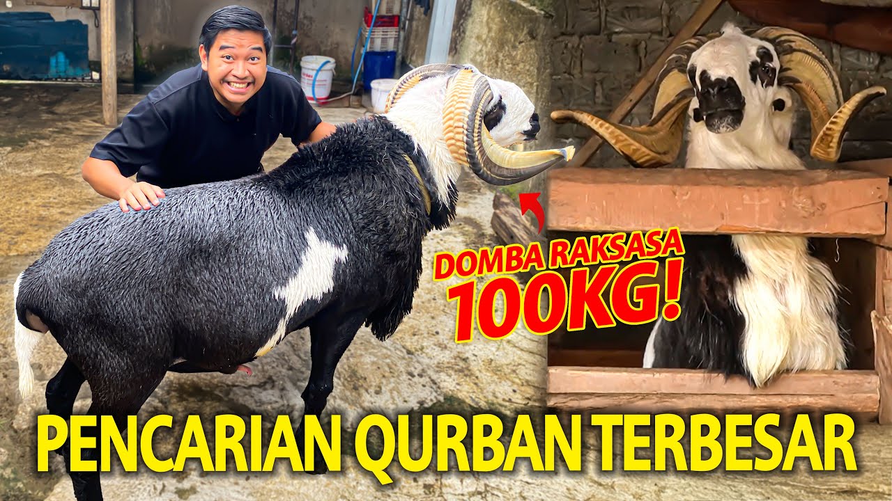 PENCARIAN HEWAN QURBAN DOMBA TERBESAR! ADA YANG SAMPAI 100KG DISINI! JUMBO BANGET TAPI JINAK!