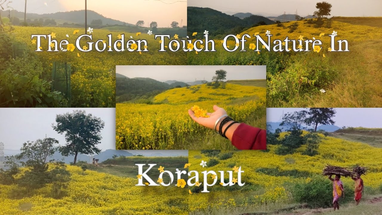 Koraput Yellow Alasi flower / Trending Tourist Places in Koraput / Yellow Magic of Koraput / 