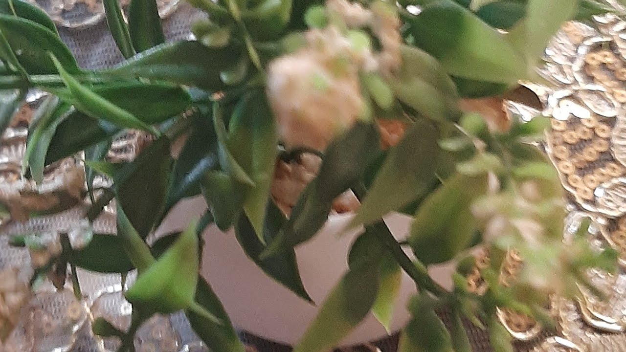 بدأت قناة 