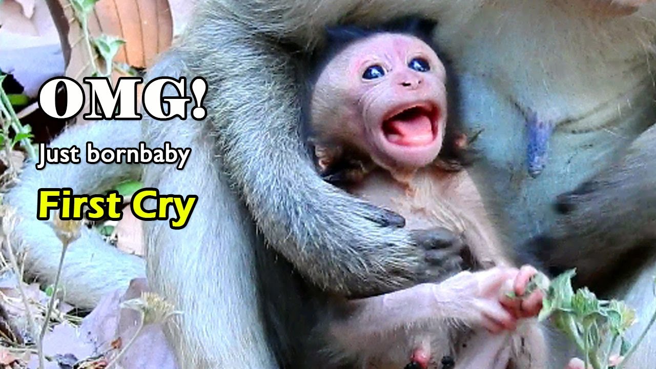 WOW! Adorable baby monkey just born crying first time, Mom catch her new baby to feeding milk