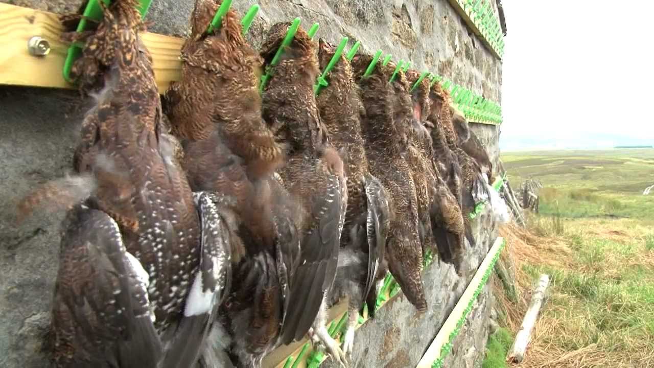 Grouseshooting + great grouse recipe