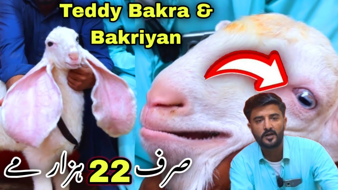 Sodani Dumba For 2027 😍 Karachi Ki Sasti Bakra Mandi 2027 🍀 | Kajla Dumba & Teddy Bakra | 