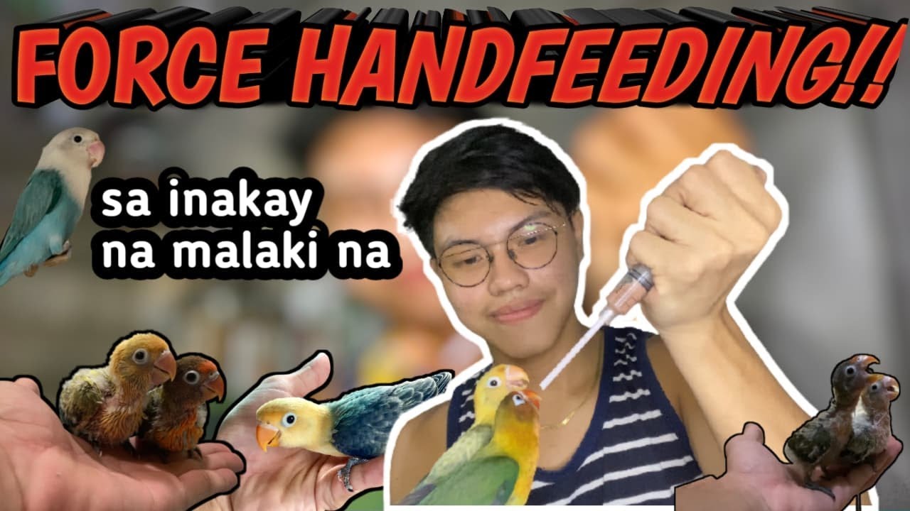 FORCE HANDFEEDING SA MGA INAKAY PAANO NGA BA? | FORCE HANDFEEDING CHICKS | Dexter - VLOG 49