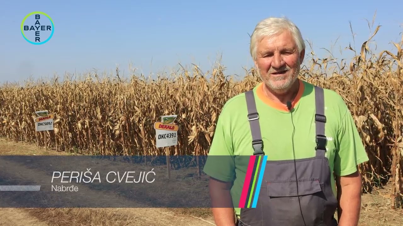 Ogled Dekalb® hibrida 2023 - Bratinac