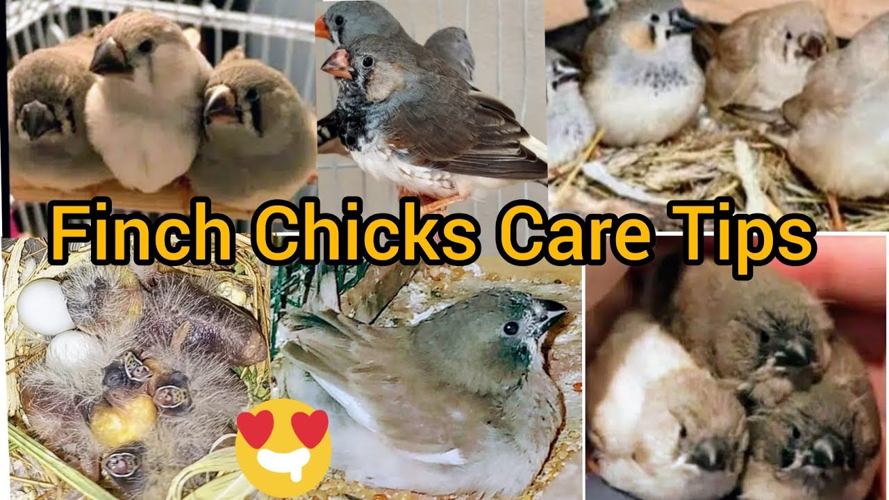 Finch Chicks Care🐥🐣finch k chicks ko kaisy bachaye