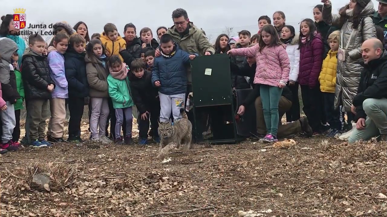 Suelta de lince ibérico en El Cerrato palentino 18-2-2026