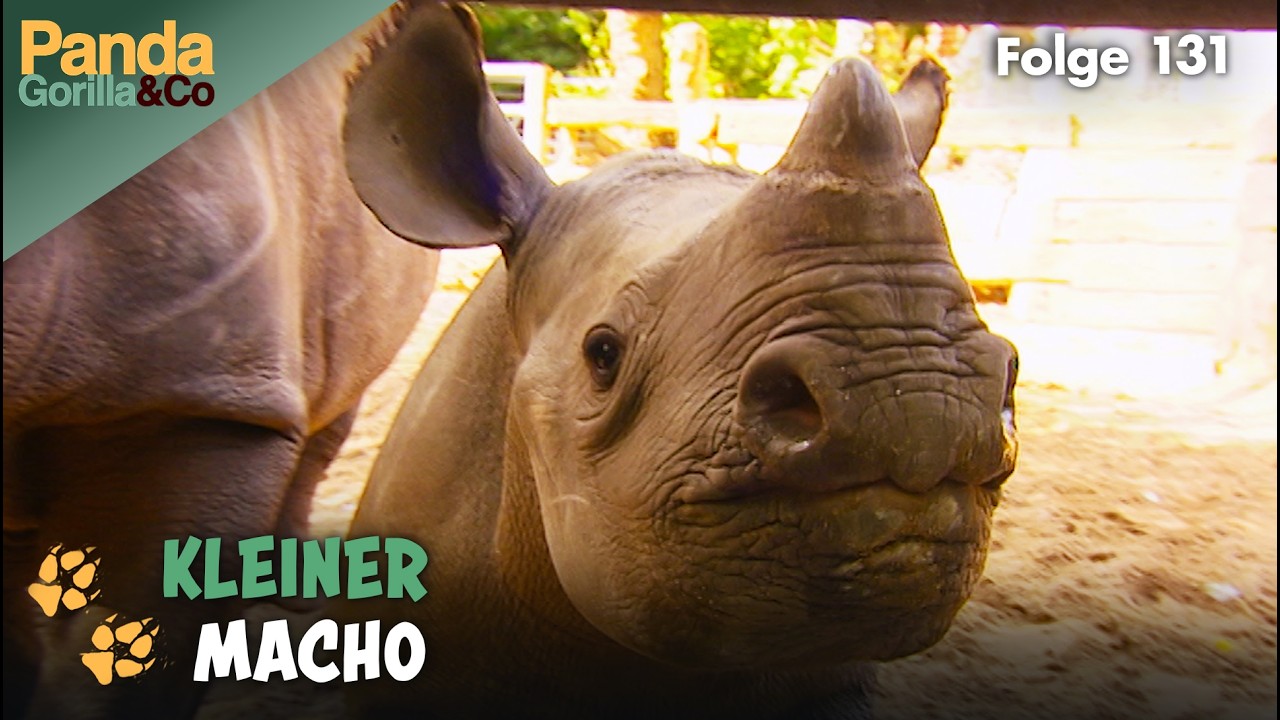 Spitzmaulnashorn Kito gedeiht pr&auml;chtig und ein Ameisenb&auml;r erkundet den Zoo | Panda, Gorilla & Co.
