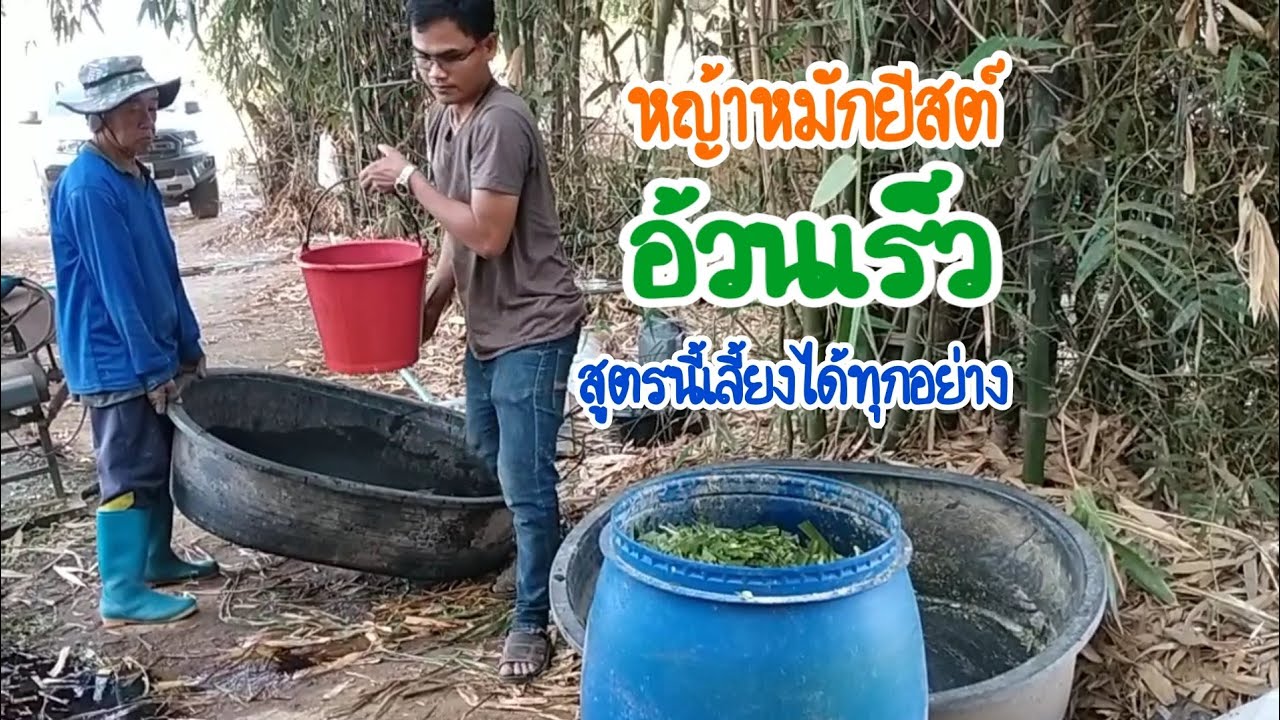 สุดยอด!!! หญ้าหมักยีสต์ อ้วนเร็วทันใจ สูตรนี้เลี้ยงสัตว์ได้ทุกอย่าง