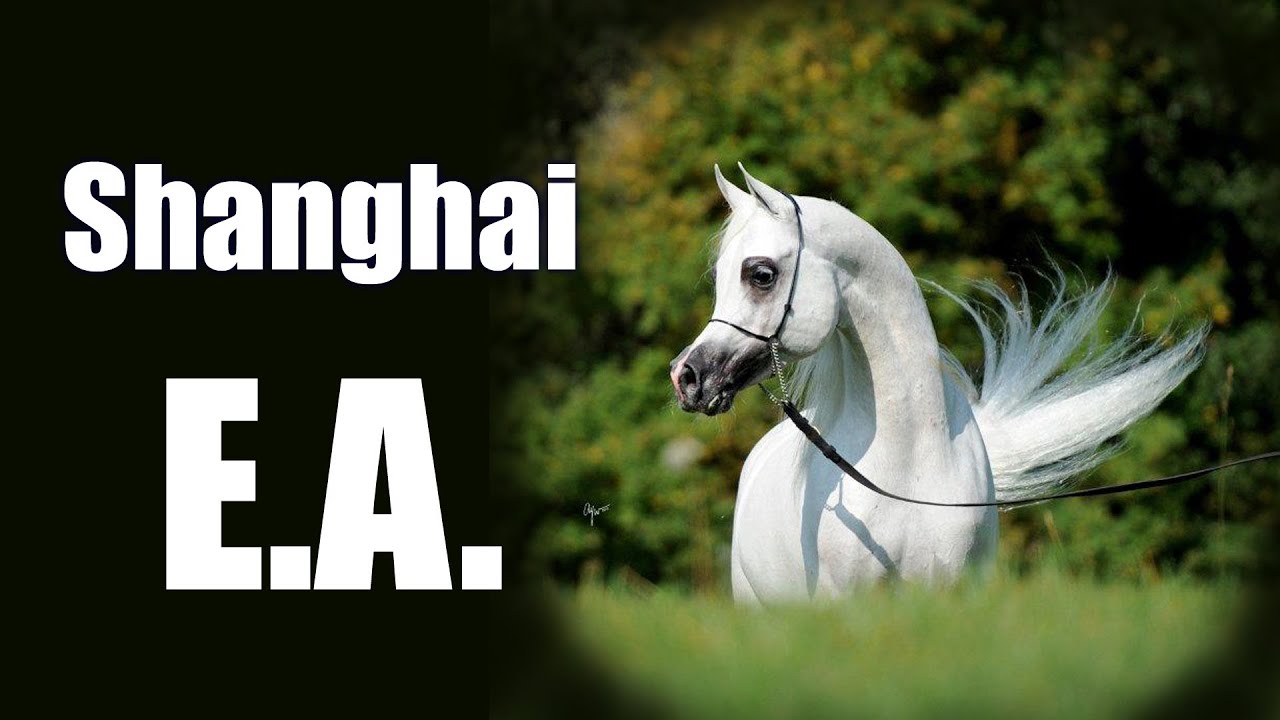 Shanghai EA (W.H. Justice & Salymah E.A. by Khidar) Arabian Horse Stallion