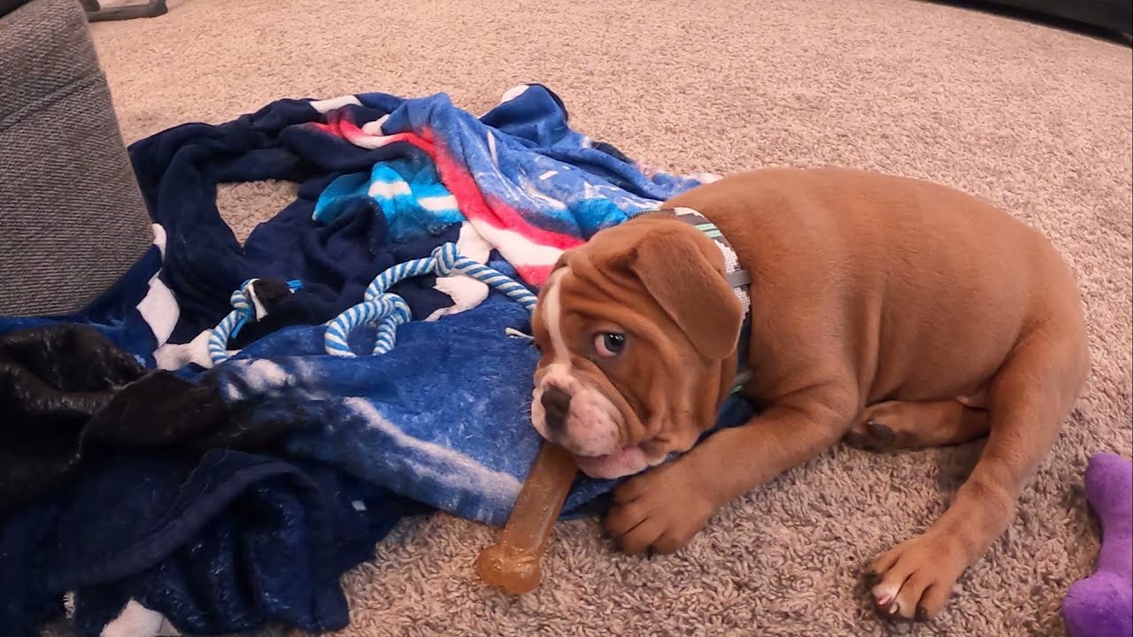 Olde English Bulldogge puppy *First week