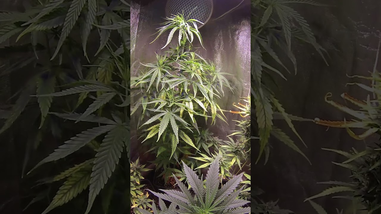 D&iacute;a de Riego Plantas Timelapse 12 horas