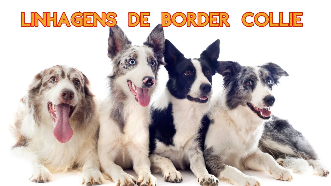 Linhagens de Border Collie, escolha a certa para você!