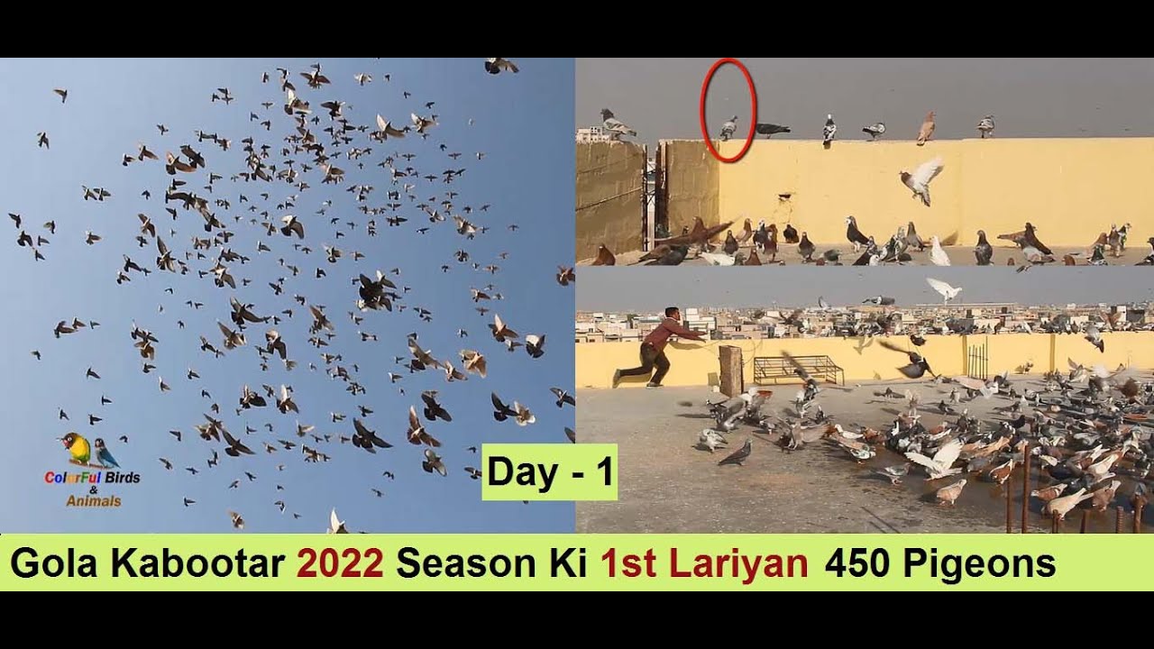 Gola Kabootar 2022 Season Ki 1st Lariyan 450 Pigeons - Gola Pigeons LOFT in Pakistan - Day - 1